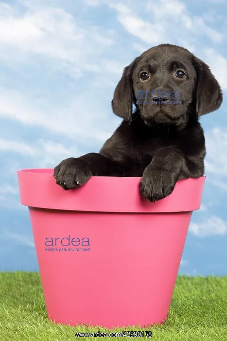  : Dog - Black Labrador - puppy. in flowerpot