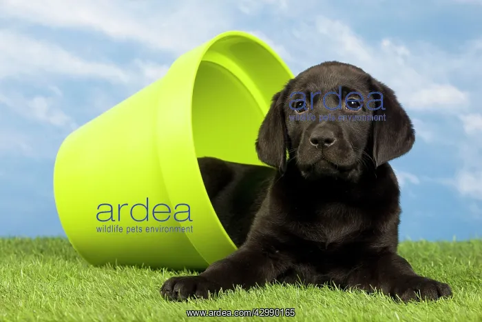 : Dog - Black Labrador - puppy. in flowerpot : Dog - Black Labrador - puppy. in flowerpot