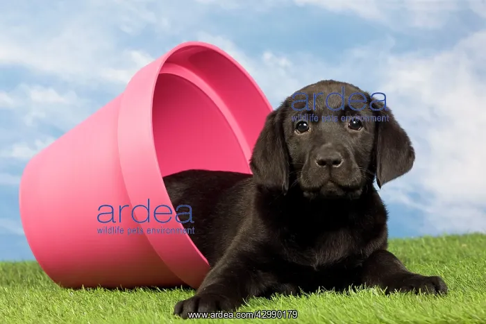 : Dog - Black Labrador - puppy. in flowerpot : Dog - Black Labrador - puppy. in flowerpot