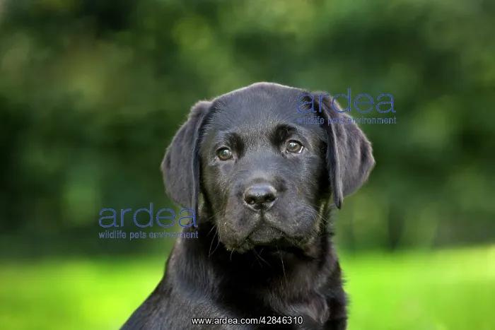  : Dog - Black Labrador - puppy in garden