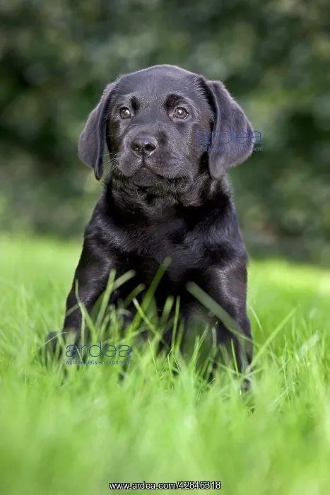  : Dog - Black Labrador - puppy in garden