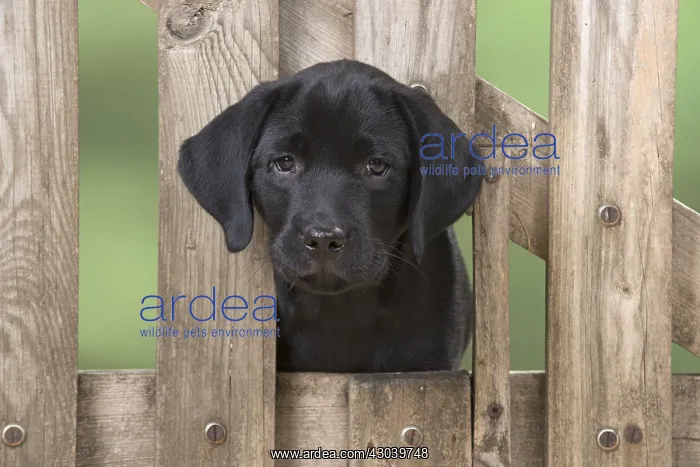 : DOG. Black Labrador puppy with it head thought a : DOG. Black Labrador puppy with it head thought a