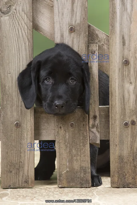  : DOG. Black Labrador puppy with it head thought a