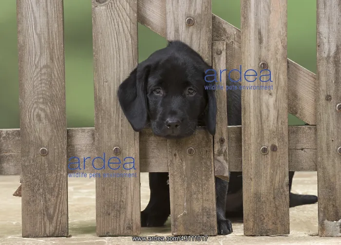 : DOG. Black Labrador puppy with it head thought a : DOG. Black Labrador puppy with it head thought a
