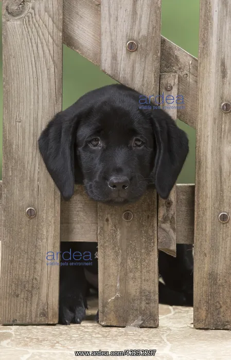 : DOG. Black Labrador puppy with it head thought a : DOG. Black Labrador puppy with it head thought a