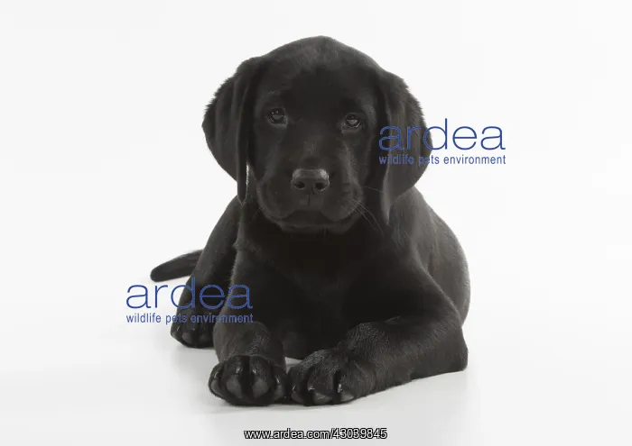 : DOG. Black Labrador puppy laying down, studio, ( : DOG. Black Labrador puppy laying down, studio, (