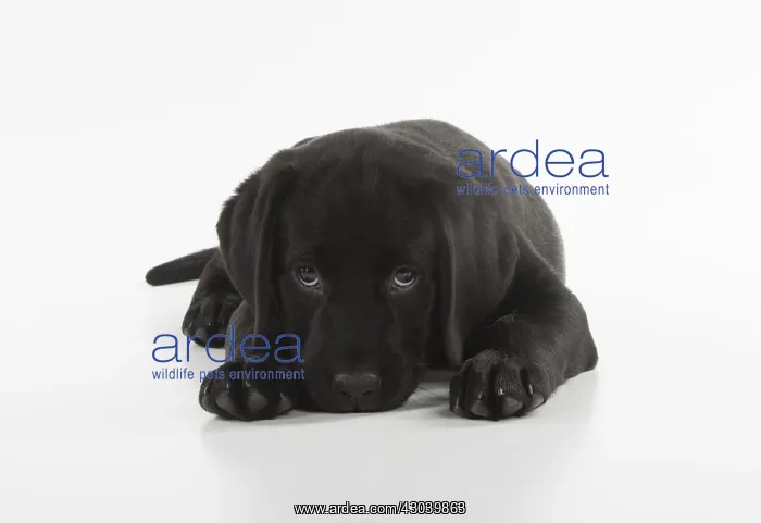 : DOG. Black Labrador puppy laying down, studio, ( : DOG. Black Labrador puppy laying down, studio, (