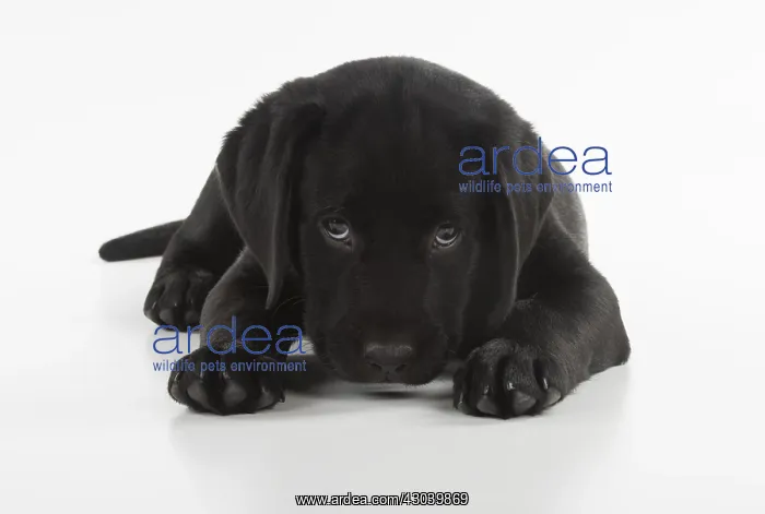 : DOG. Black Labrador puppy laying down, studio, ( : DOG. Black Labrador puppy laying down, studio, (