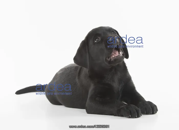 : DOG. Black Labrador puppy laying down, studio, ( : DOG. Black Labrador puppy laying down, studio, (