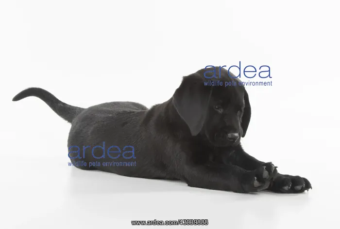  : DOG. Black Labrador puppy laying down, studio, (