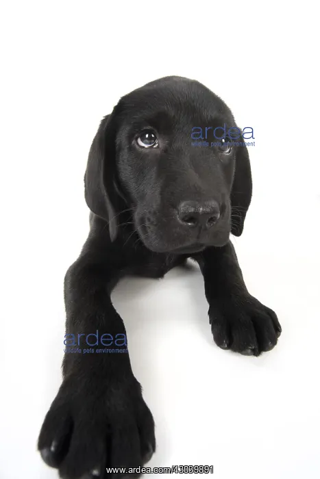 : DOG. Black Labrador puppy laying down, studio, ( : DOG. Black Labrador puppy laying down, studio, (