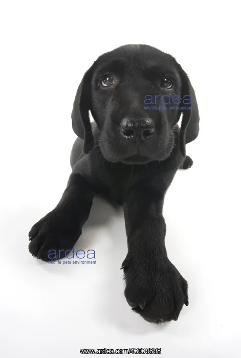 : DOG. Black Labrador puppy laying down, studio, ( : DOG. Black Labrador puppy laying down, studio, (