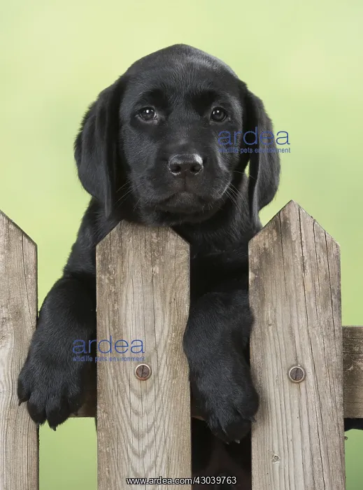 : DOG. Black Labrador puppy looking over a gate, ( : DOG. Black Labrador puppy looking over a gate, (