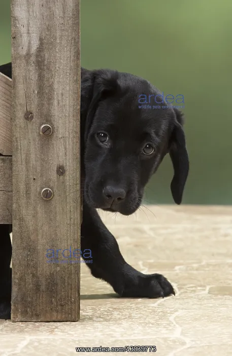 : DOG. Black Labrador puppy looking around a gate : DOG. Black Labrador puppy looking around a gate