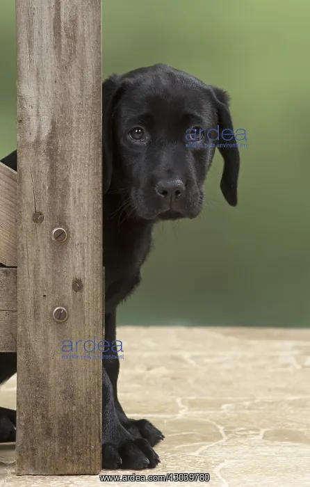 : DOG. Black Labrador puppy looking around a gate : DOG. Black Labrador puppy looking around a gate