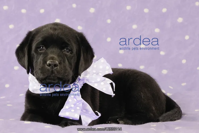 : DOG. Black labrador puppy lying down with purple : DOG. Black labrador puppy lying down with purple