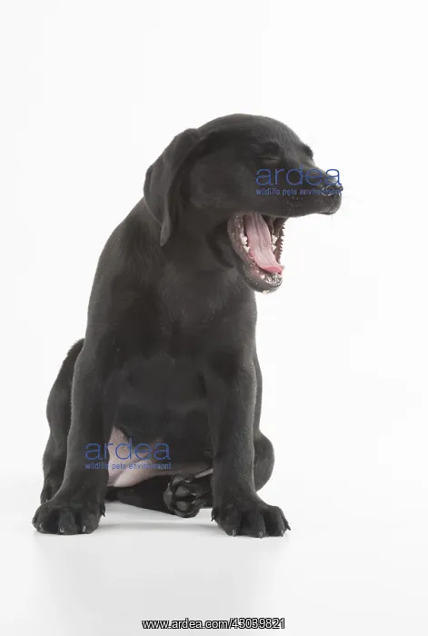 : DOG. Black Labrador puppy with mouth open, studio : DOG. Black Labrador puppy with mouth open, studio