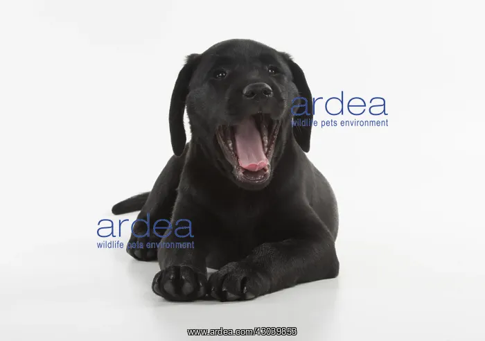 : DOG. Black Labrador puppy with mouth open, studio : DOG. Black Labrador puppy with mouth open, studio