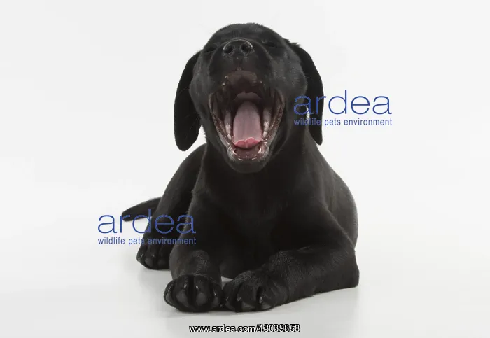 : DOG. Black Labrador puppy with mouth open, studio : DOG. Black Labrador puppy with mouth open, studio