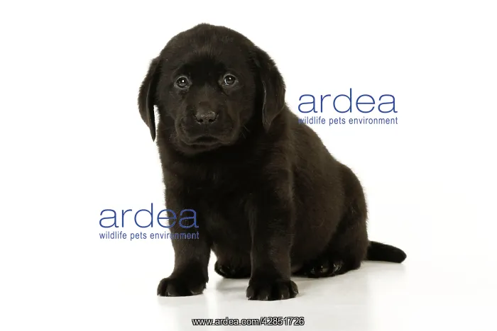 : DOG. Black labrador puppy sitting down : DOG. Black labrador puppy sitting down
