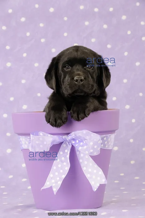 : DOG. Black labrador puppy sitting in a plant pot : DOG. Black labrador puppy sitting in a plant pot