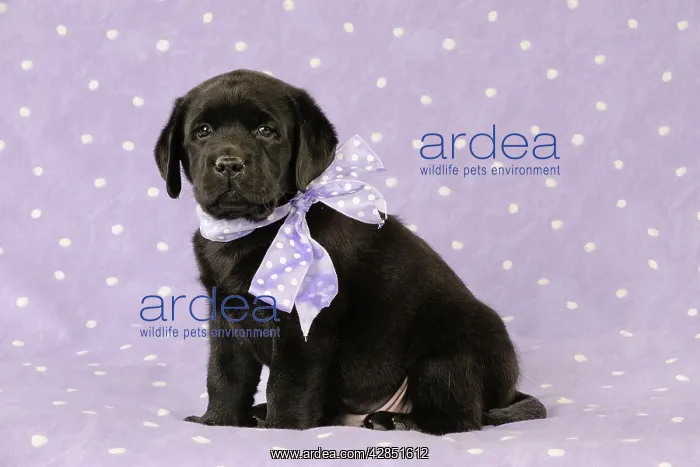 : DOG. Black labrador puppy sitting down with purple : DOG. Black labrador puppy sitting down with purple
