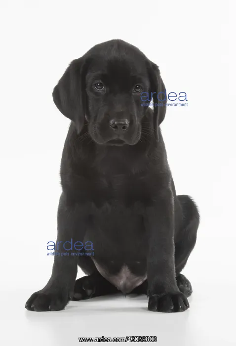  : DOG. Black Labrador puppy sitting, studio( 9 weeks