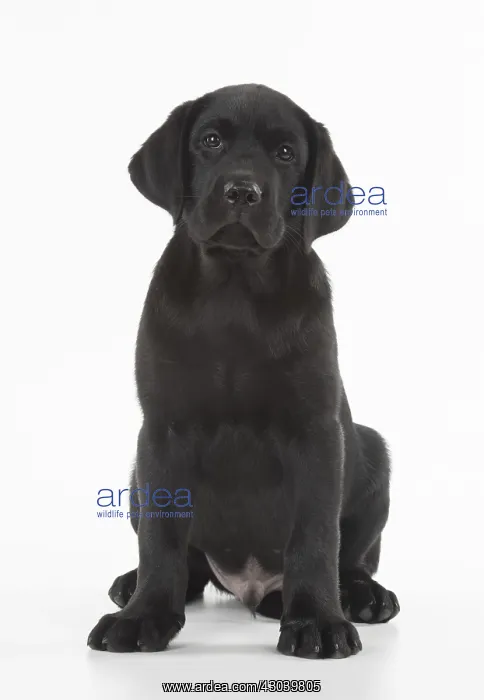 : DOG. Black Labrador puppy sitting, studio( 9 weeks : DOG. Black Labrador puppy sitting, studio( 9 weeks