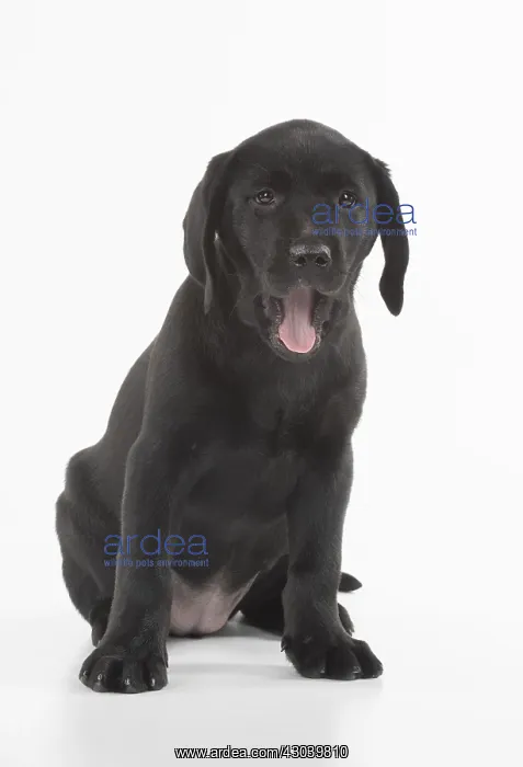 : DOG. Black Labrador puppy sitting, studio( 9 weeks : DOG. Black Labrador puppy sitting, studio( 9 weeks