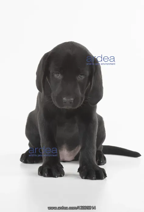 : DOG. Black Labrador puppy sitting, studio( 9 weeks : DOG. Black Labrador puppy sitting, studio( 9 weeks