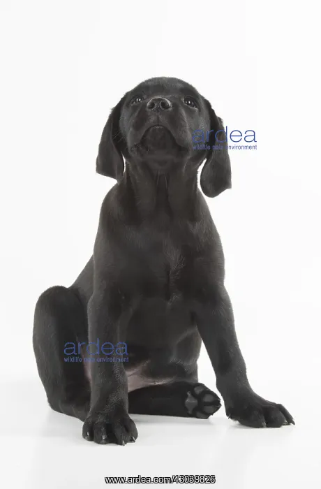 : DOG. Black Labrador puppy sitting, studio( 9 weeks : DOG. Black Labrador puppy sitting, studio( 9 weeks