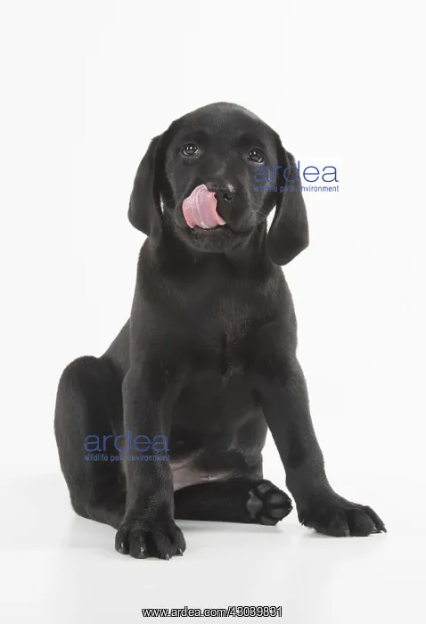 : DOG. Black Labrador puppy sitting, studio( 9 weeks : DOG. Black Labrador puppy sitting, studio( 9 weeks