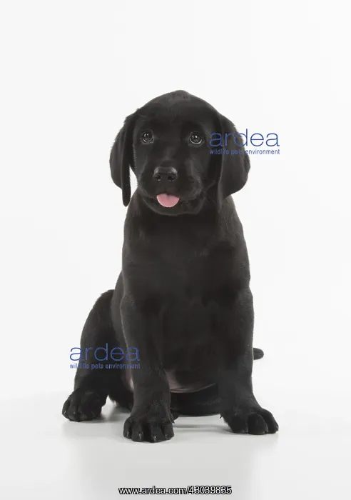: DOG. Black Labrador puppy sitting, studio( 9 weeks : DOG. Black Labrador puppy sitting, studio( 9 weeks