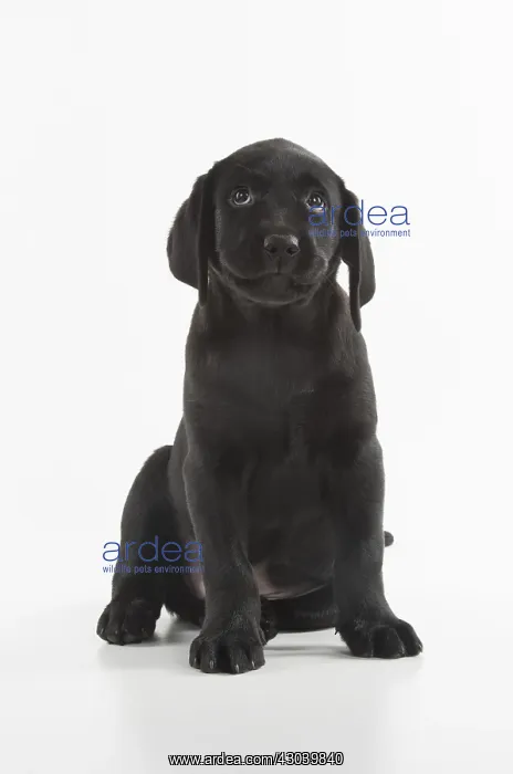 : DOG. Black Labrador puppy sitting, studio( 9 weeks : DOG. Black Labrador puppy sitting, studio( 9 weeks