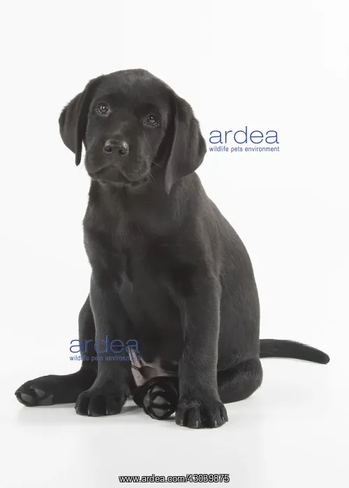  : DOG. Black Labrador puppy sitting, studio( 9 weeks