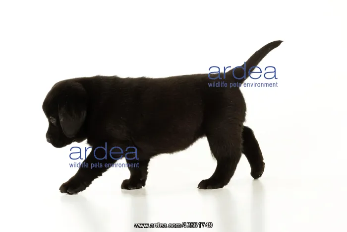 : DOG. Black labrador puppy standing : DOG. Black labrador puppy standing