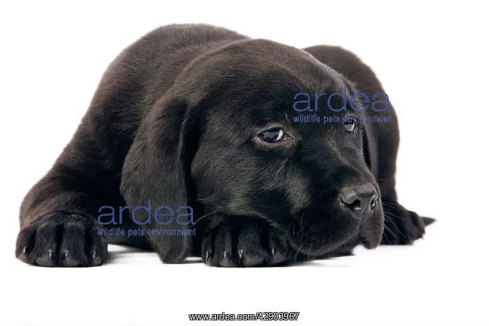  : Dog - Black Labrador puppy in studio