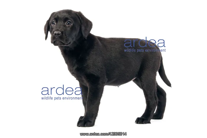  : Dog - Black labrador puppy - in studio