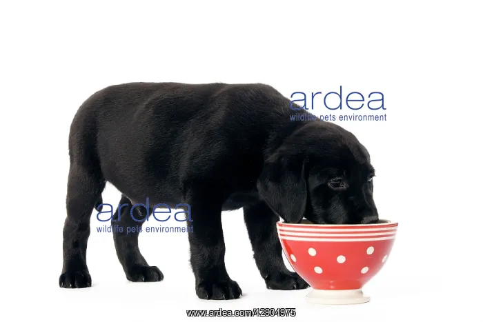 : Dog - Black Labrador puppy in studio eating from : Dog - Black Labrador puppy in studio eating from