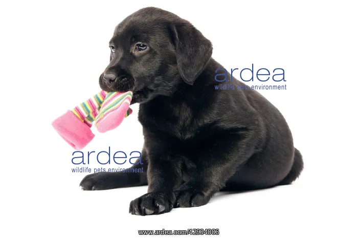 : Dog - Black labrador puppy - in studio with sock in mouth : Dog - Black labrador puppy - in studio with sock in mouth