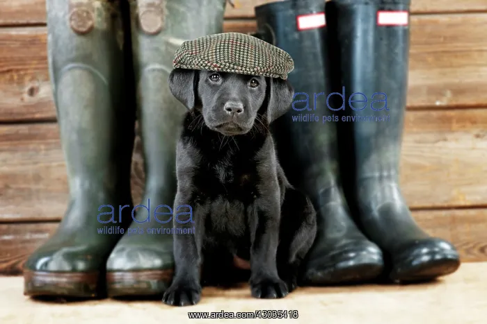 : DOG Black Labrador puppy wearing flat cap ( 6 weeks old ) with wellington : DOG Black Labrador puppy wearing flat cap ( 6 weeks old ) with wellington