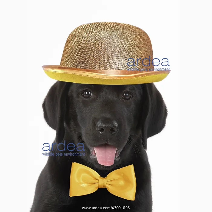 : DOG. Black labrador puppy wearing a gold bowler : DOG. Black labrador puppy wearing a gold bowler