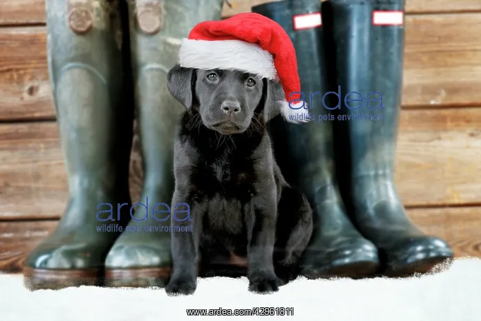 : DOG - Black Labrador puppy wearing red Christmas Santa hat w : DOG - Black Labrador puppy wearing red Christmas Santa hat w