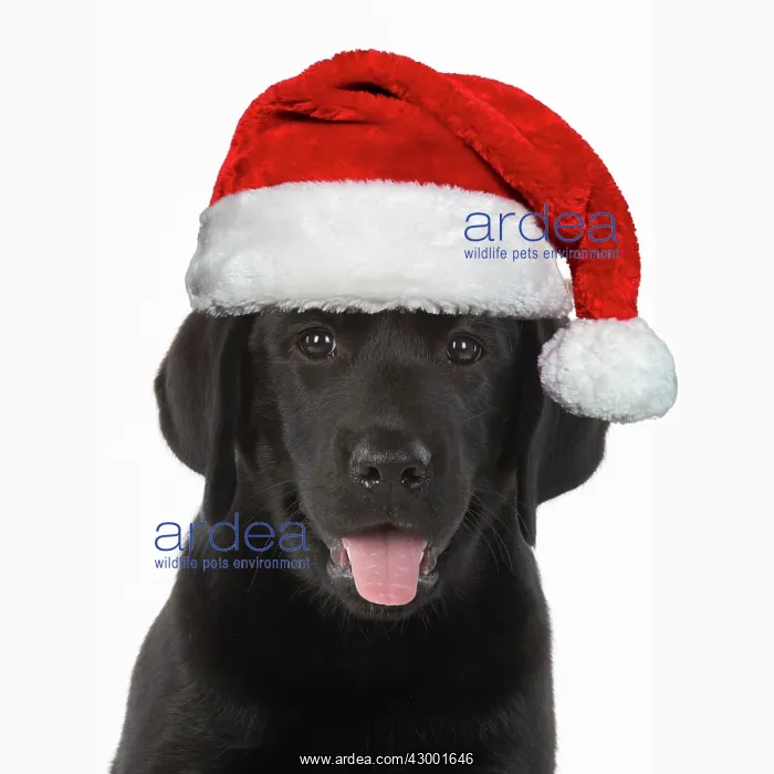 : DOG. Black labrador puppy wearing a red Santa hat : DOG. Black labrador puppy wearing a red Santa hat