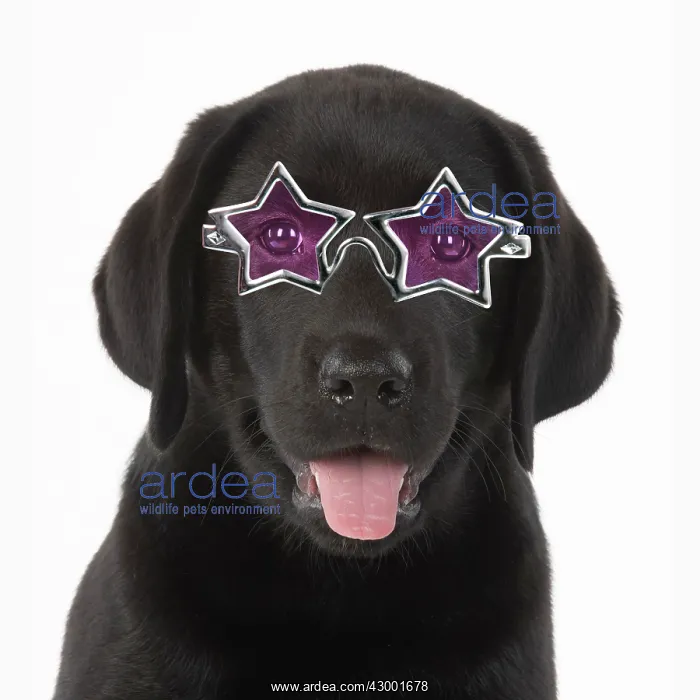 : DOG. Black labrador puppy wearing star shaped glasses : DOG. Black labrador puppy wearing star shaped glasses