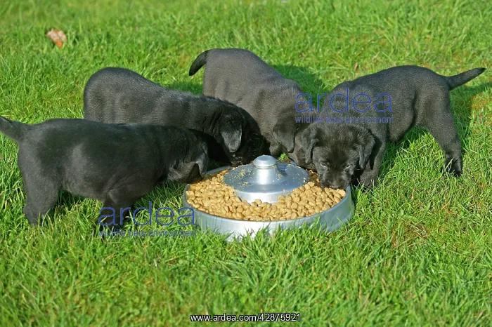  : Dog - Black Labrador Retriever puppies eating