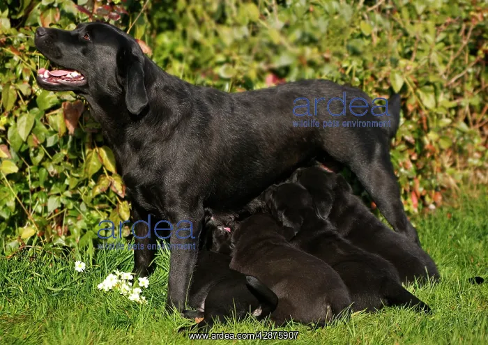 : Dog - Black Labrador Retriever with puppies suckling : Dog - Black Labrador Retriever with puppies suckling