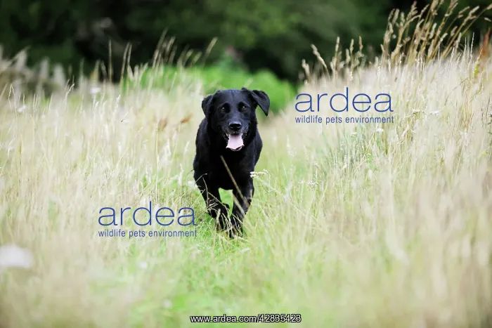 : Dog. Black labrador running in field : Dog. Black labrador running in field