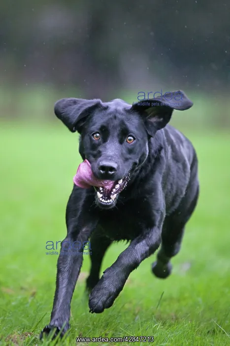  : Dog - Black Labrador running in garden
