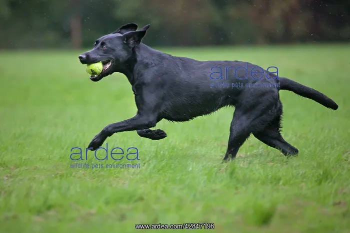: Dog - Black Labrador running in garden with tennis : Dog - Black Labrador running in garden with tennis